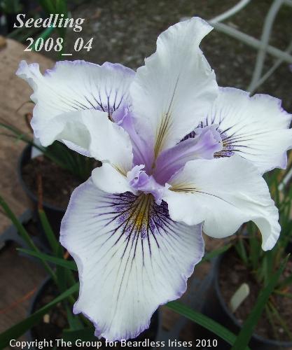 pci seedling 2008_04